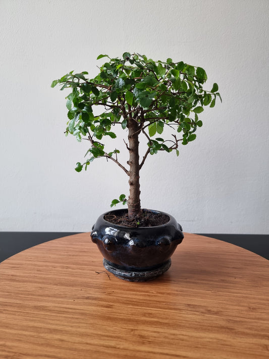Chinese Elm Bonsai| 3-5 years old, 45-55cm