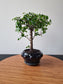 Chinese Elm Bonsai| 3-5 years old, 45-55cm